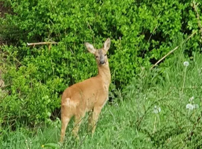 Haus Wohleb פולפמס